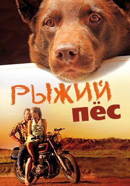 Рыжий пес